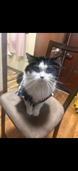 Lost Male Cat last seen westlawn gardens , Milwaukee, WI 53218