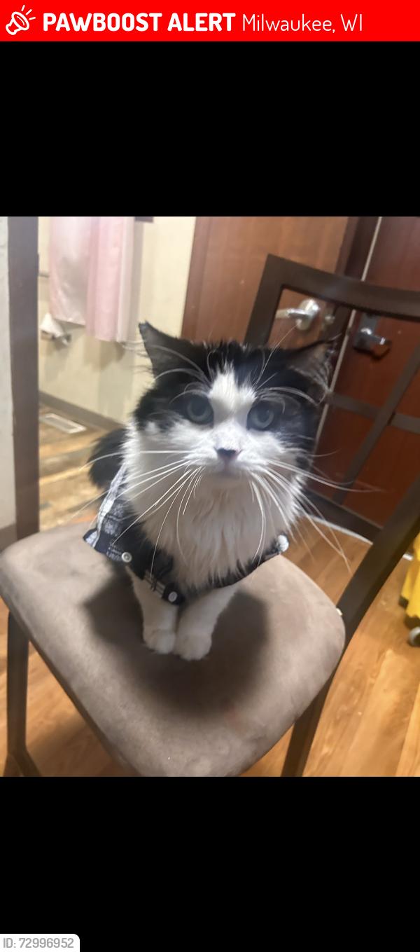 Lost Male Cat last seen westlawn gardens , Milwaukee, WI 53218