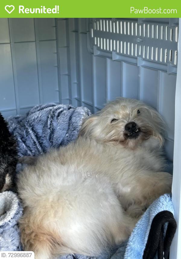 Reunited Male Dog last seen Near Jacobsen St, Antioch, CA 94509, USA, Antioch, CA 94509