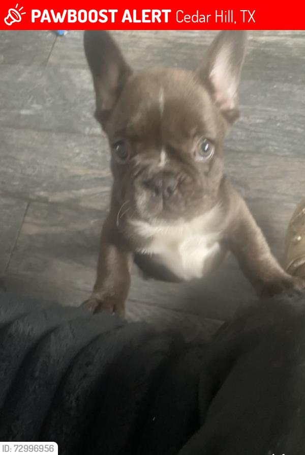 Lost Female Dog last seen Cannady & beltline, Cedar Hill, TX 75104