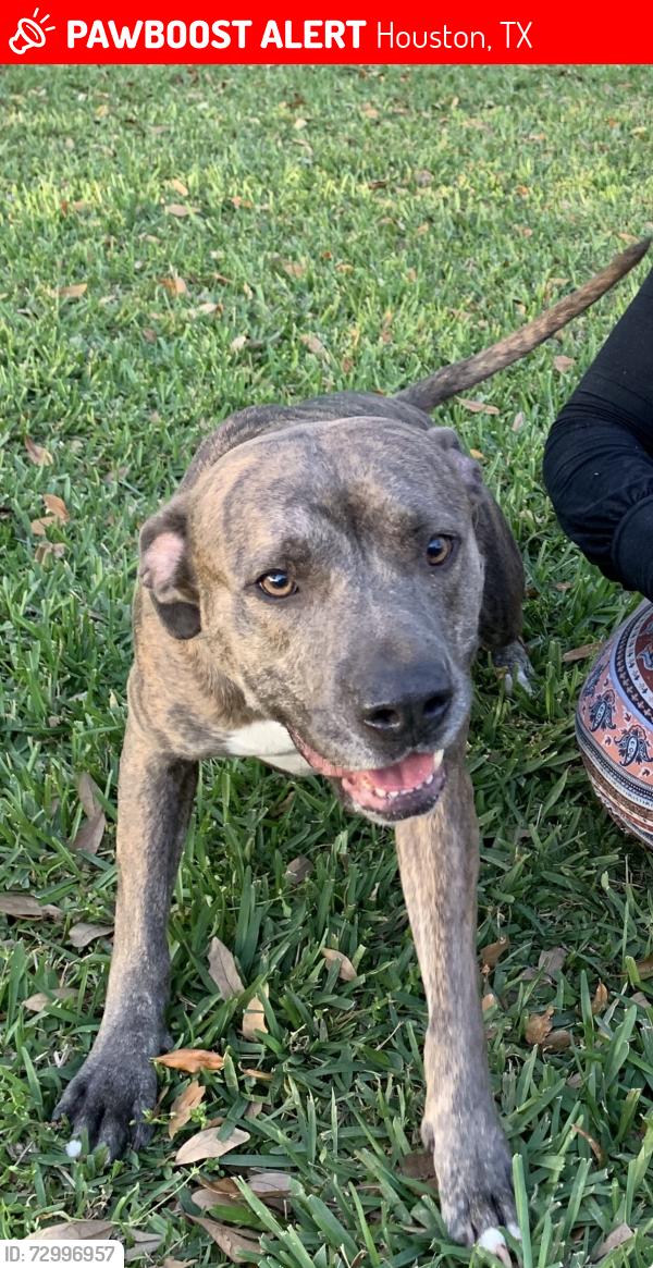 Lost Male Dog last seen Brook Forest Dr. and Plum Hollow Dr. on creek side , Houston, TX 77059