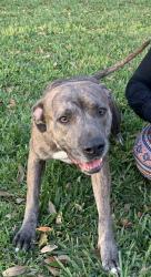 Lost Male Dog last seen Brook Forest Dr. and Plum Hollow Dr. on creek side , Houston, TX 77059