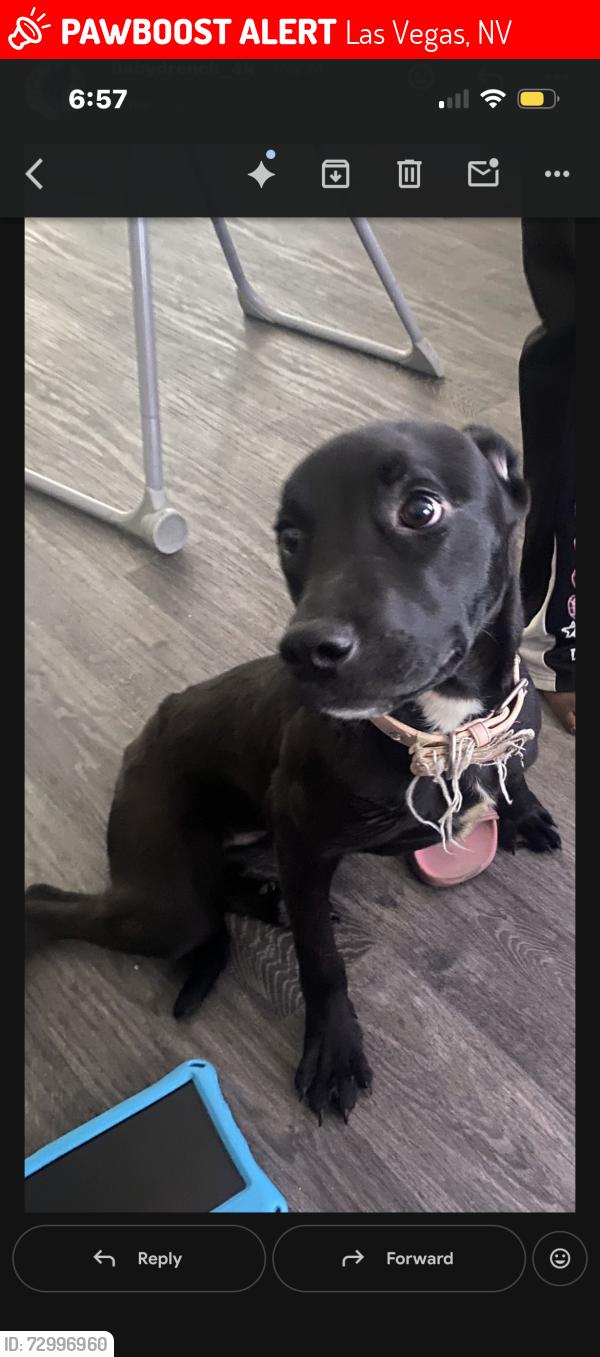 Lost Female Dog last seen Gowen walnut, Las Vegas, NV 89115