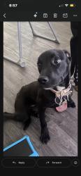 Lost Female Dog last seen Gowen walnut, Las Vegas, NV 89115