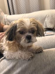 Reunited Unknown Dog last seen Ashland & Montrose  , Chicago, IL 60640
