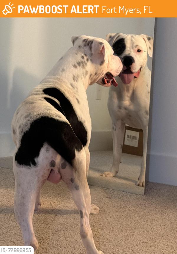 Found/Stray Male Dog last seen Del prado , Fort Myers, FL 33913