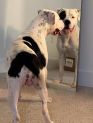 Found/Stray Male Dog last seen Del prado , Fort Myers, FL 33913