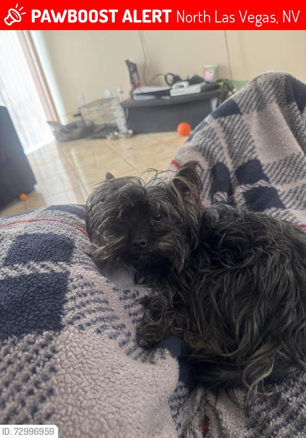 Lost Male Dog last seen Azure and Pecos, North Las Vegas, NV 89081