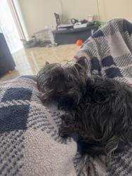 Lost Male Dog last seen Azure and Pecos, North Las Vegas, NV 89081