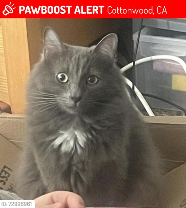 Lost Male Cat last seen Gas Point, Cottonwood, CA 96022