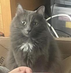 Lost Male Cat last seen Gas Point, Cottonwood, CA 96022