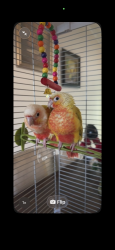 Lost Unknown Bird last seen Rancherias dr fontana california , Fontana, CA 92337