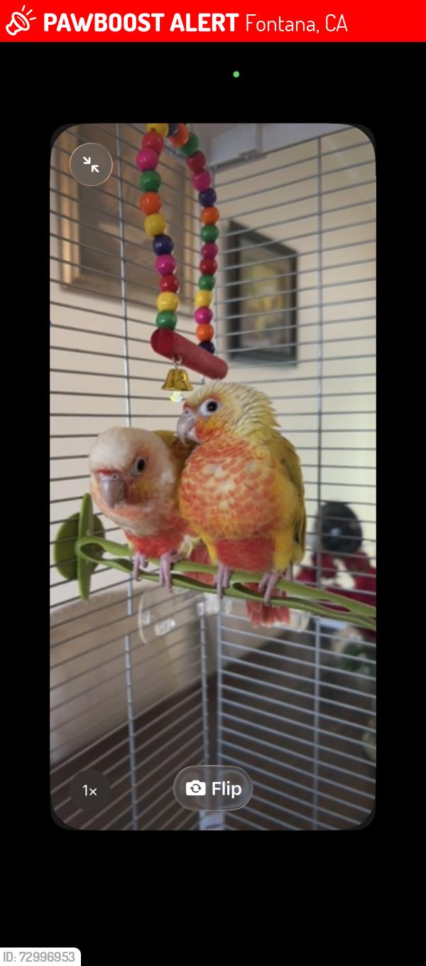Lost Unknown Bird last seen Rancherias dr fontana california , Fontana, CA 92337