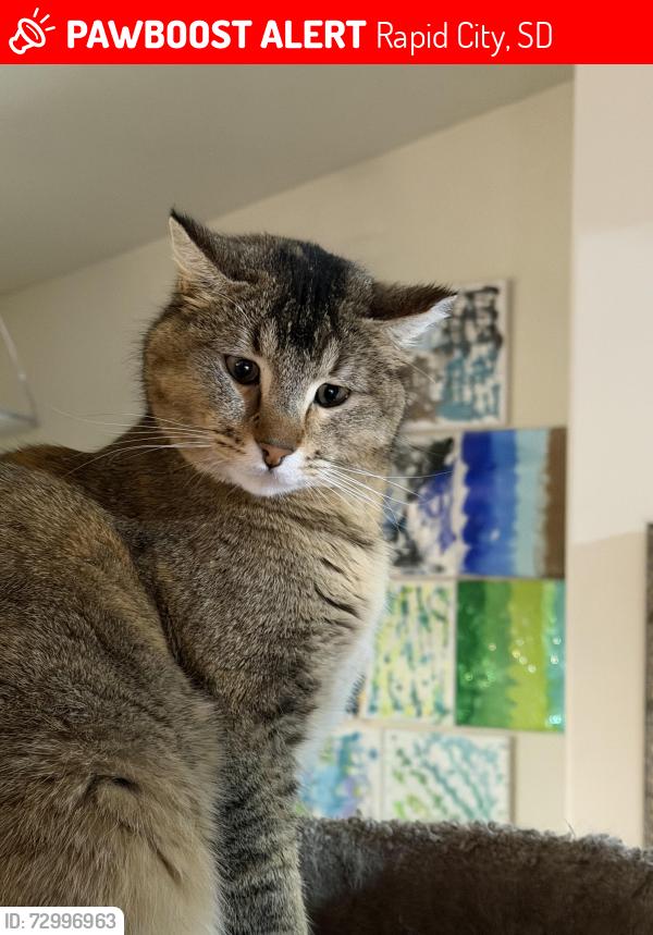 Lost Female Cat last seen Altitude apmt on Mount Rushmore Road, Rapid City, SD 57702