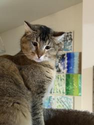 Lost Female Cat last seen Altitude apmt on Mount Rushmore Road, Rapid City, SD 57702