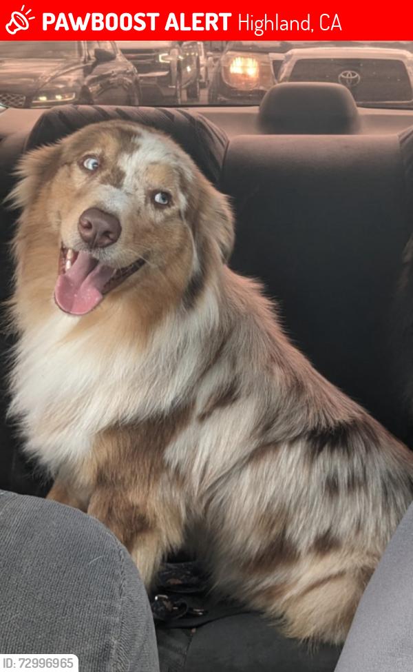 Lost Male Dog last seen Seine and mountain top dr., Highland, CA 92346