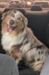 Lost Male Dog last seen Seine and mountain top dr., Highland, CA 92346