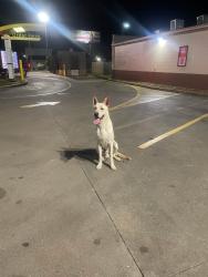 Found/Stray Male Dog last seen Bacliff Texas, Bacliff, TX 77518