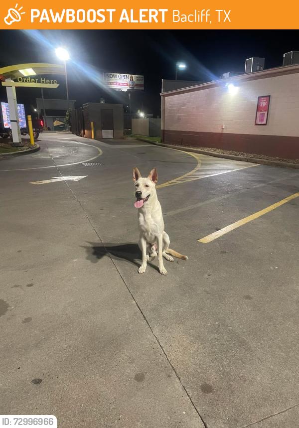 Found/Stray Male Dog last seen Bacliff Texas, Bacliff, TX 77518