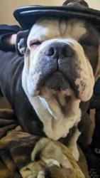 Lost Male Dog last seen Garlin and division, Spokane, WA 99205