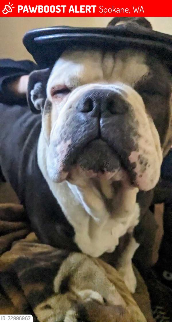 Lost Male Dog last seen Garlin and division, Spokane, WA 99205