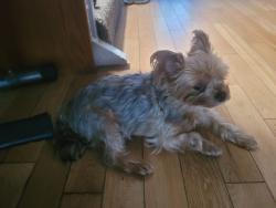 Reunited Female Dog last seen Near Zelzah Ave Encino Ca 91316, Los Angeles, CA 91316