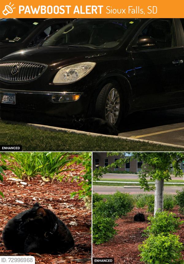 Found/Stray Unknown Cat last seen Was hiding under cars right outside of Glo Best Western hotel, Sioux Falls, SD 57110