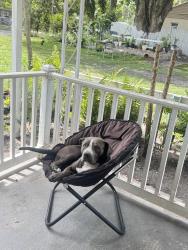 Lost Male Dog last seen Michigan street,orange blossom , Orlando, FL 32805