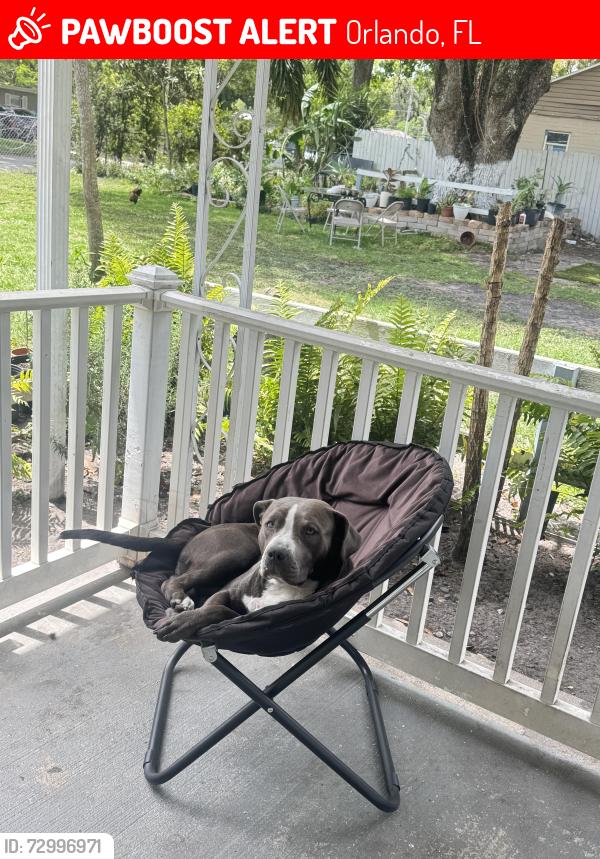 Lost Male Dog last seen Michigan street,orange blossom , Orlando, FL 32805