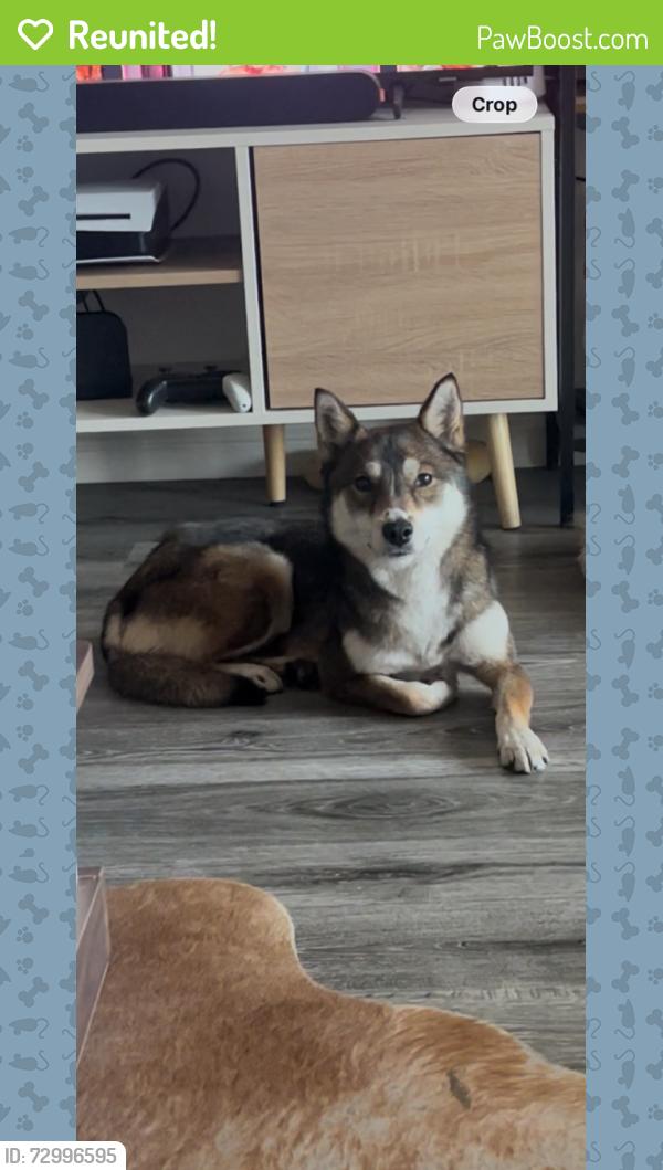 Reunited Female Dog last seen East 56th St. and Orange Ave, Long Beach, CA 90805