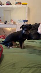 Lost Female Dog last seen Freeway 10 , Houston, TX 77007