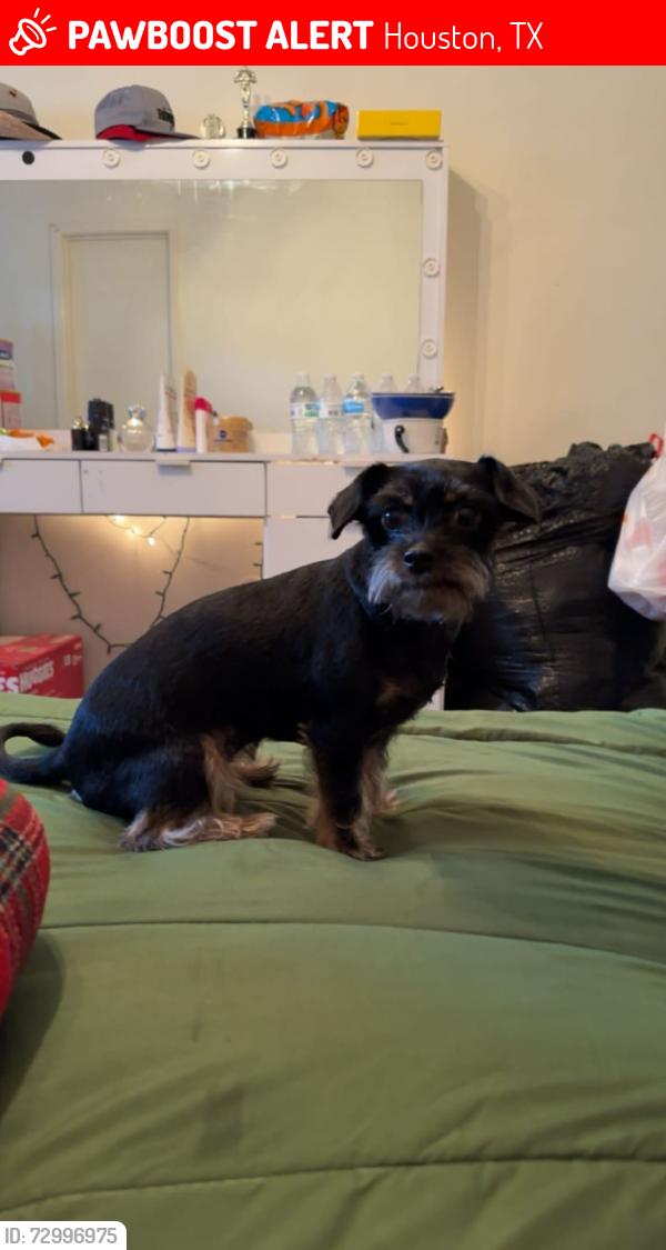 Lost Female Dog last seen Freeway 10 , Houston, TX 77007