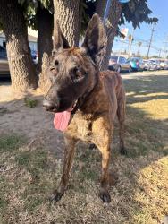 Found/Stray Female Dog last seen Santa Fe Ave and Compton blvd , Compton, CA 90220