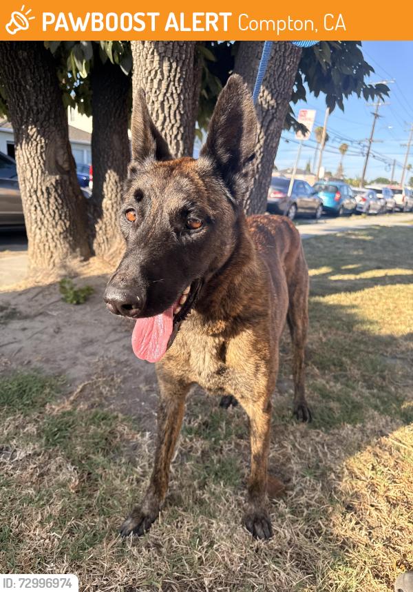 Found/Stray Female Dog last seen Santa Fe Ave and Compton blvd , Compton, CA 90220