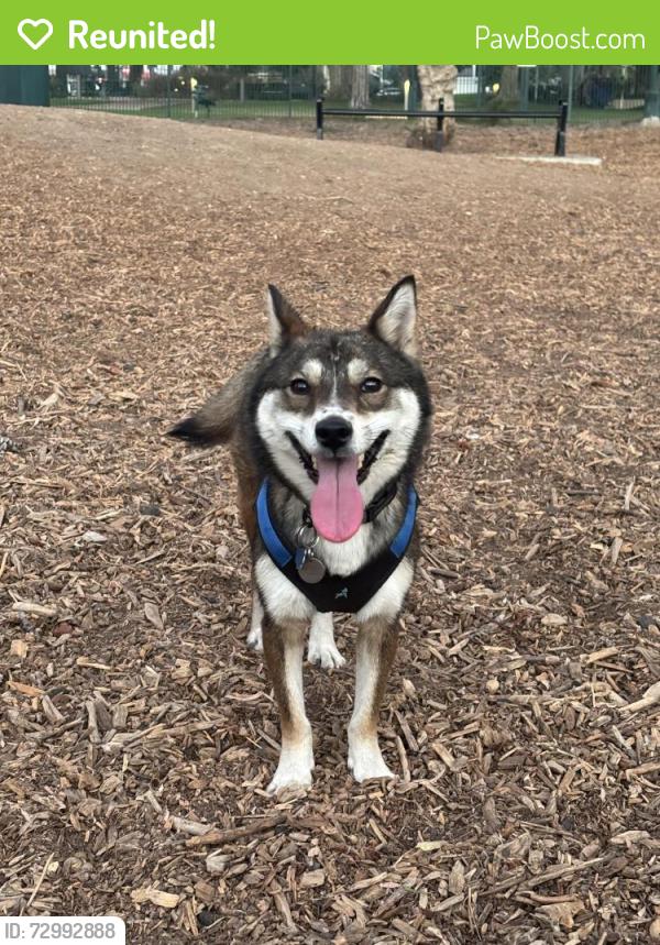 Reunited Female Dog last seen Orange and 56th Street, Long Beach, CA 90805