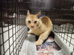 Shelter Stray Unknown Cat last seen , 11361 W Pico Blvd, Los Angeles, CA 90064, USA