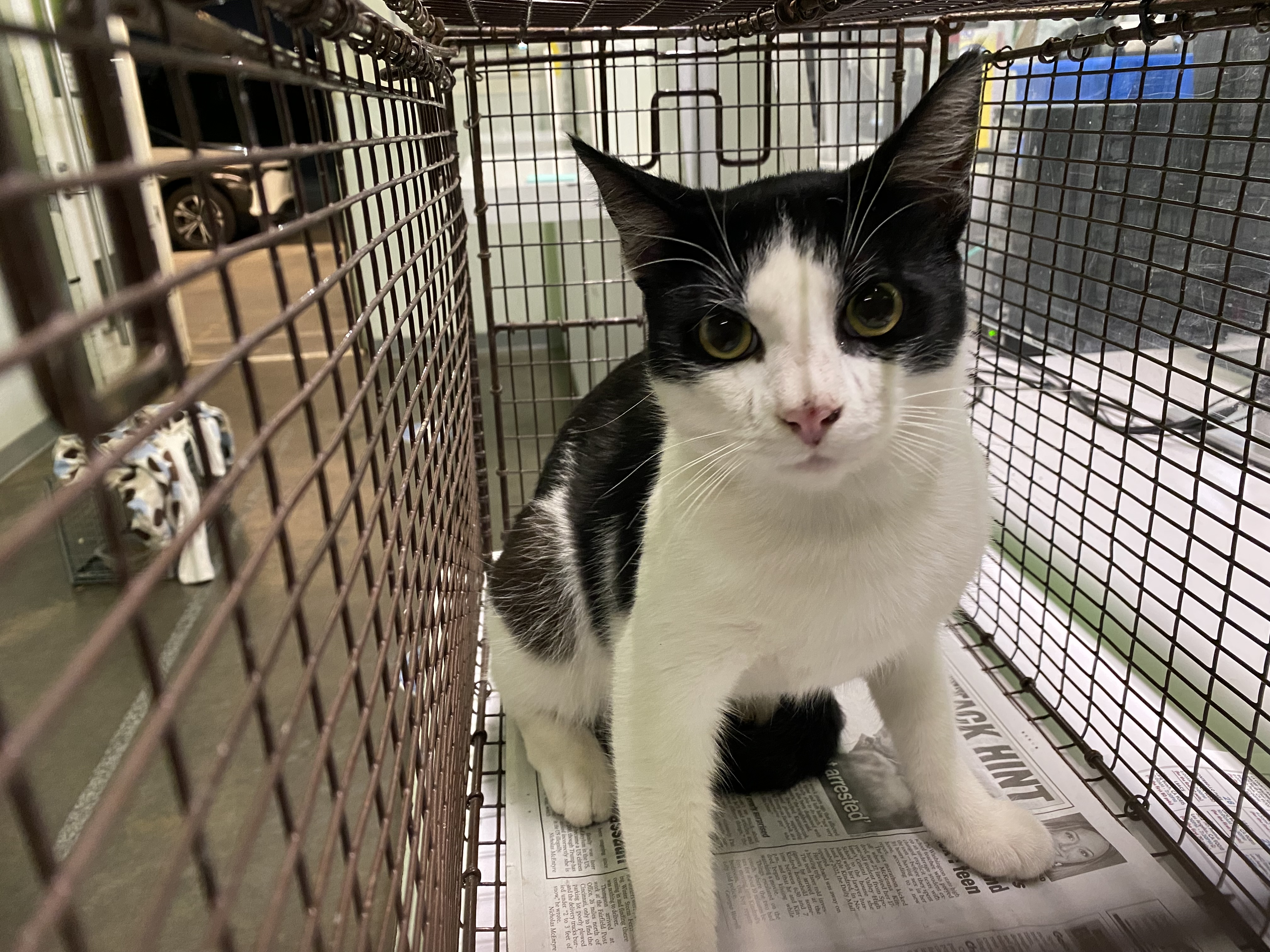 Shelter Stray Unknown Cat last seen , 1850 W 60th St, Los Angeles, CA 90047, USA