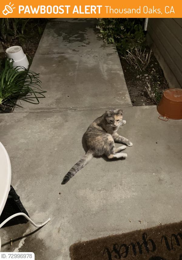 Found/Stray Unknown Cat last seen Lang Ranch Elementary School , Thousand Oaks, CA 91362
