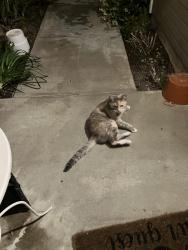 Found/Stray Unknown Cat last seen Lang Ranch Elementary School , Thousand Oaks, CA 91362