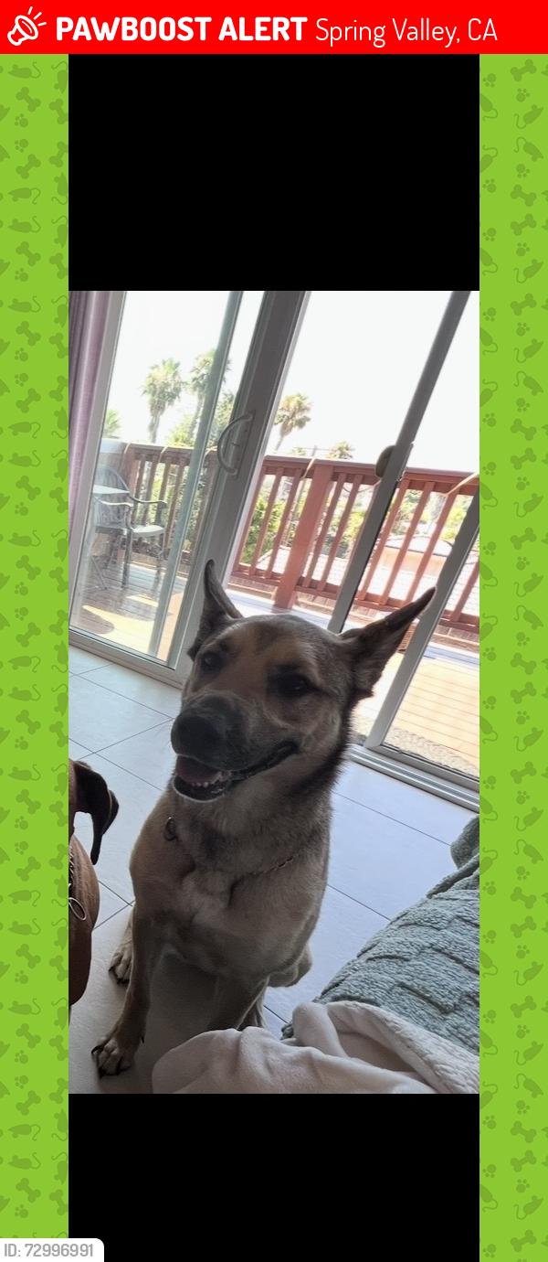 Lost Female Dog last seen Jamacha Road, Spring Valley, CA 91977