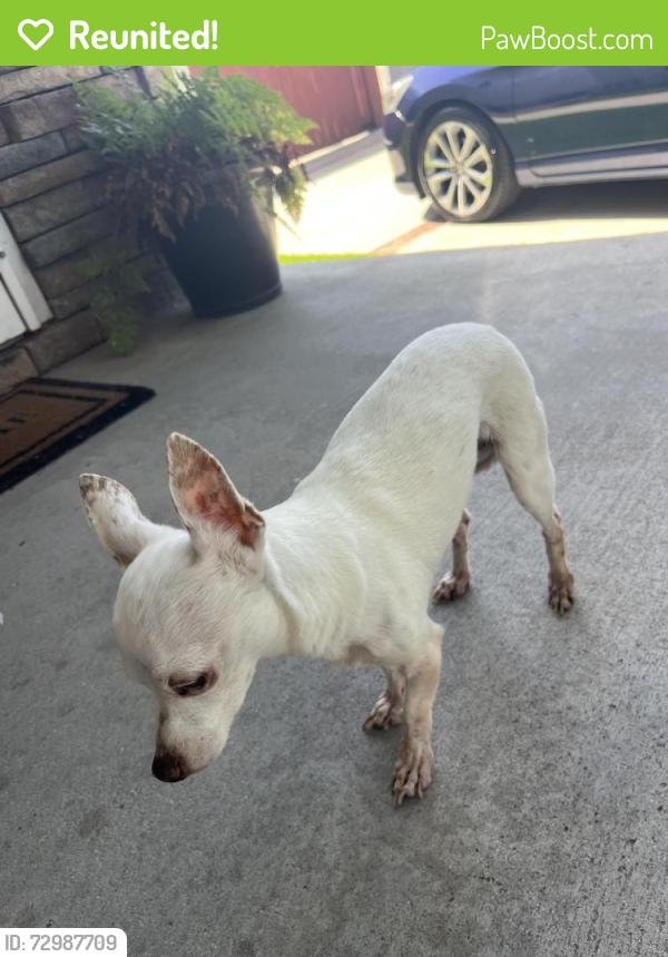 Reunited Male Dog last seen Redline and scholl, Lakewood, CA 90713