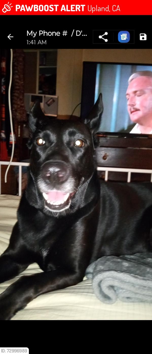 Lost Female Dog last seen Arrow hwy between Mountain and Benson , Upland, CA 91786