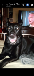 Lost Female Dog last seen Arrow hwy between Mountain and Benson , Upland, CA 91786