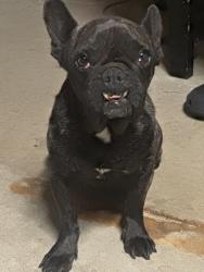 Found/Stray Female Dog last seen Garrick ave , Los Angeles, CA 91342