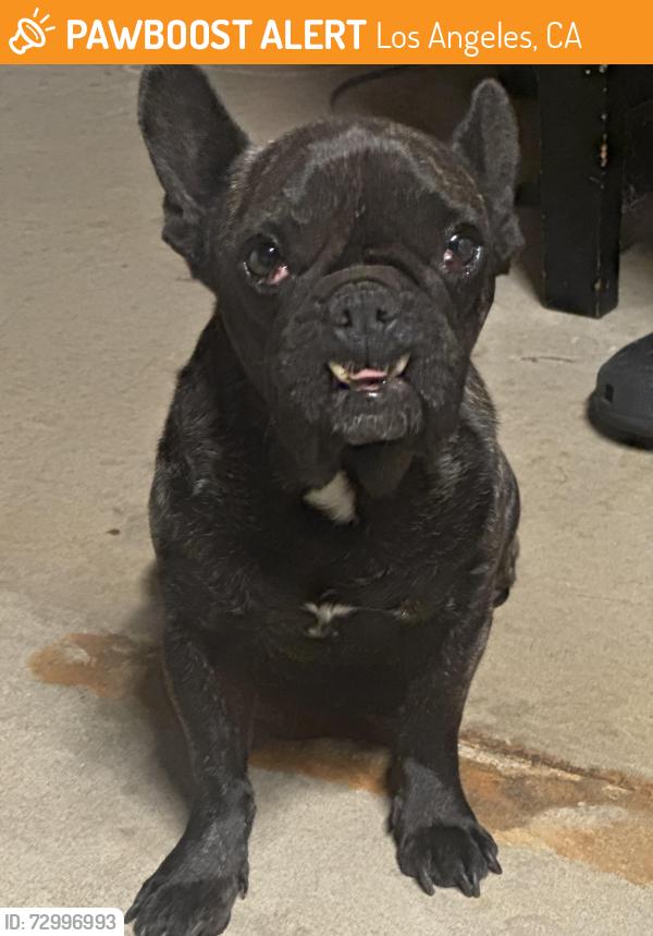 Found/Stray Female Dog last seen Garrick ave , Los Angeles, CA 91342