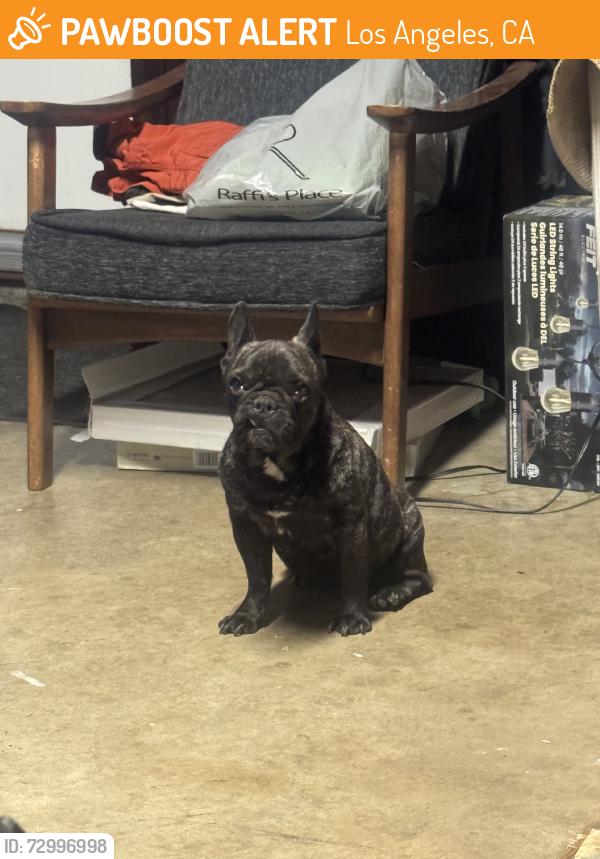 Found/Stray Female Dog last seen Near Kagel Canyon Park, Los Angeles, CA 91342