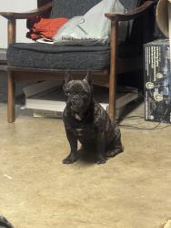 Found/Stray Female Dog last seen Near Kagel Canyon Park, Los Angeles, CA 91342