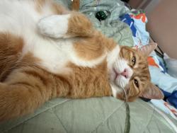 Reunited Female Cat last seen Near Monaco, Irvine, CA 92614