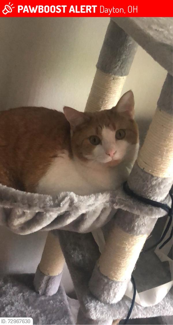 Lost Male Cat last seen Oakridge Dr & Lorenz Ave by smiths market. Dayton Ohio, Dayton, OH 45417
