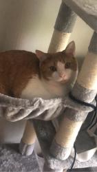 Lost Male Cat last seen Oakridge Dr & Lorenz Ave by smiths market. Dayton Ohio, Dayton, OH 45417
